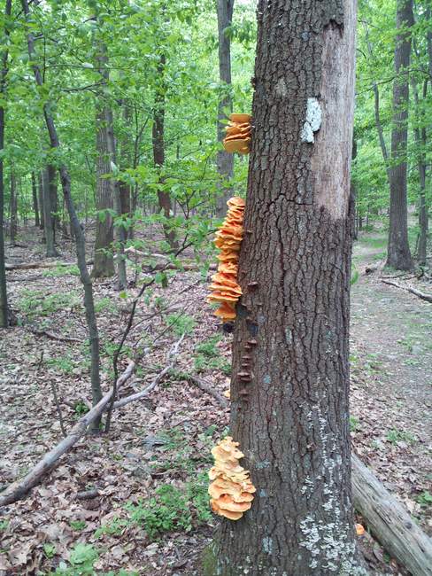 Some sort of fungi